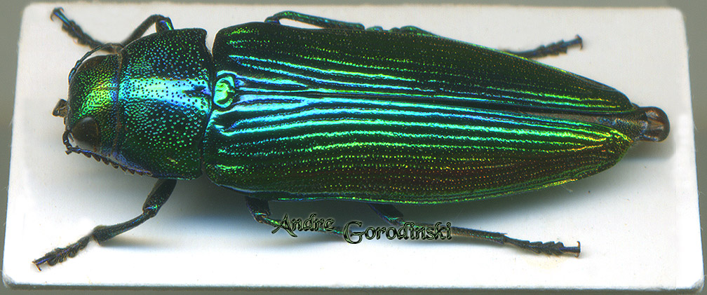 http://www.gorodinski.ru/buprestidae/Eurythyrea eoa.jpg